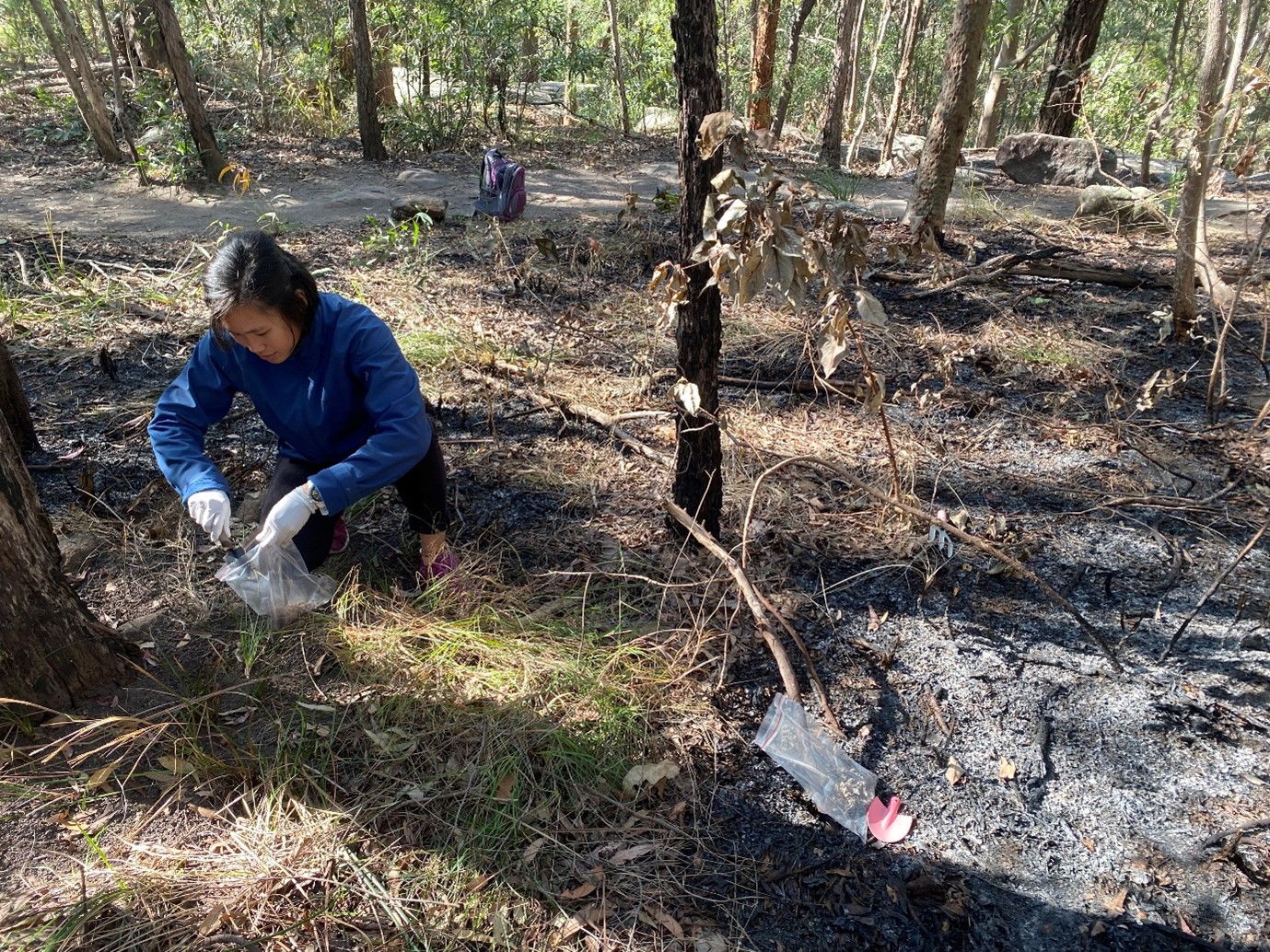 Staff member collecting charcoal, soil and vegetation samples at a prescribed burn site.