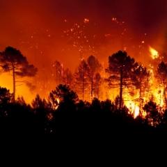 Bushfire