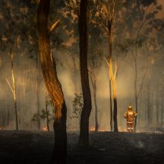 Bushfire