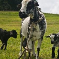 Grenadine goat and kids